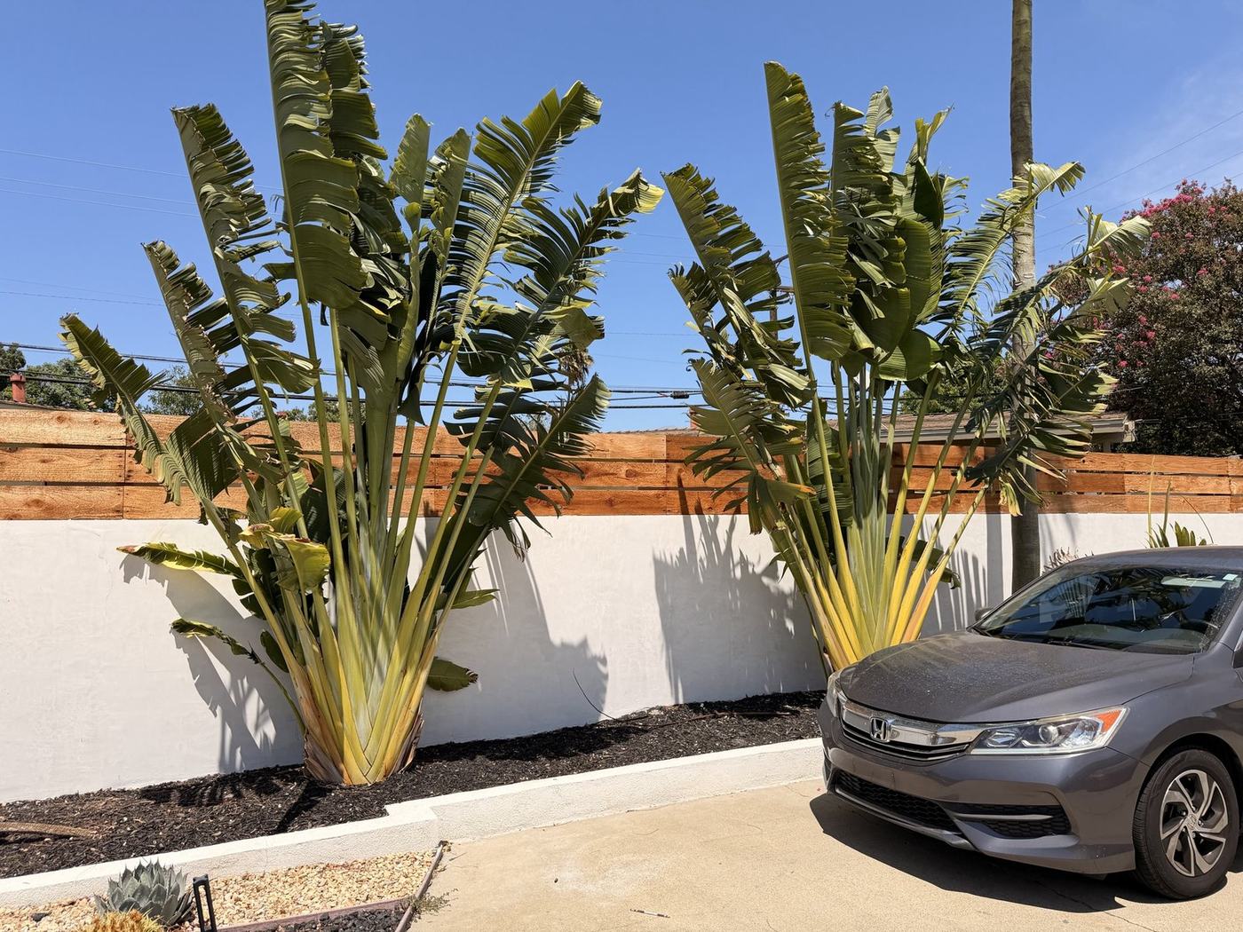 Traveler's palms at the entrance of Her Aria women's recovery residence in Montclair, California